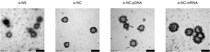 https://cdn.ncbi.nlm.nih.gov/pmc/blobs/bc7c/11326935/f2df0731694c/gr2.jpg