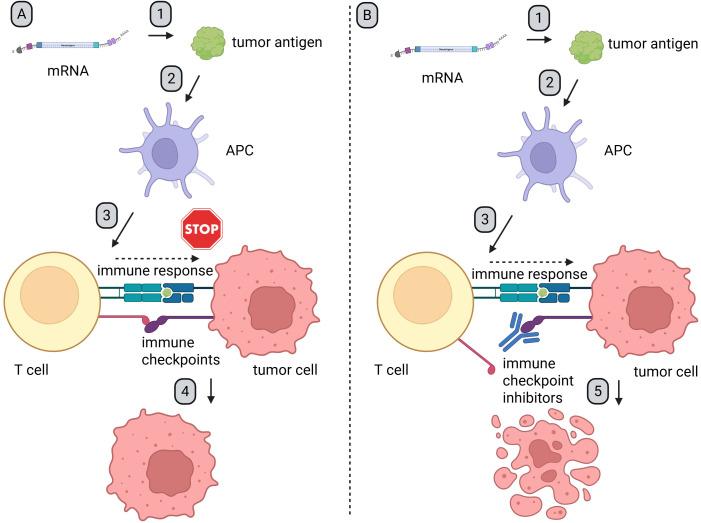 https://cdn.ncbi.nlm.nih.gov/pmc/blobs/bc81/12381778/51e75668857f/fonc-15-1643444-g003.jpg