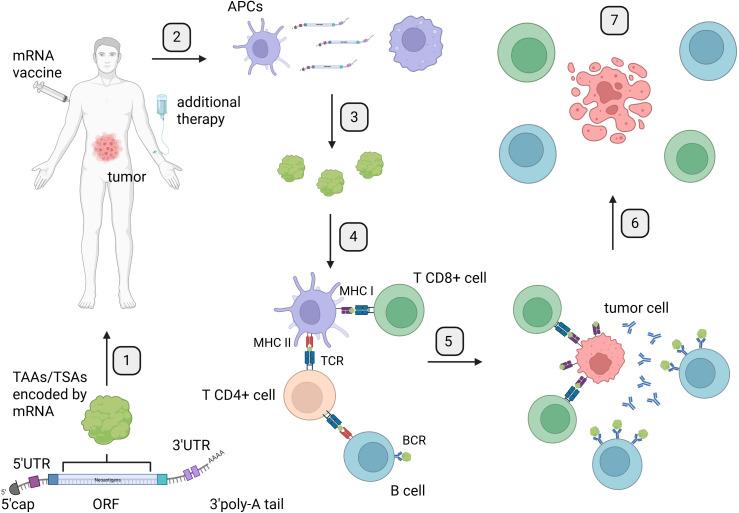 https://cdn.ncbi.nlm.nih.gov/pmc/blobs/bc81/12381778/9ae31ab080c2/fonc-15-1643444-g002.jpg