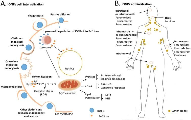 https://cdn.ncbi.nlm.nih.gov/pmc/blobs/bc82/6029241/0e21b2080527/10.5772_58841-fig4.jpg