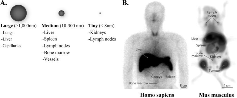 https://cdn.ncbi.nlm.nih.gov/pmc/blobs/bc82/6029241/acd48756eb3a/10.5772_58841-fig5.jpg