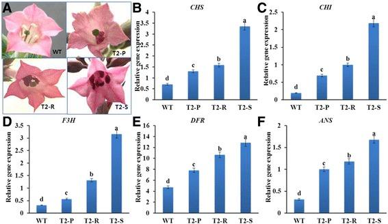 https://cdn.ncbi.nlm.nih.gov/pmc/blobs/bc83/5364578/51fbf2a8521a/12870_2017_1015_Fig4_HTML.jpg
