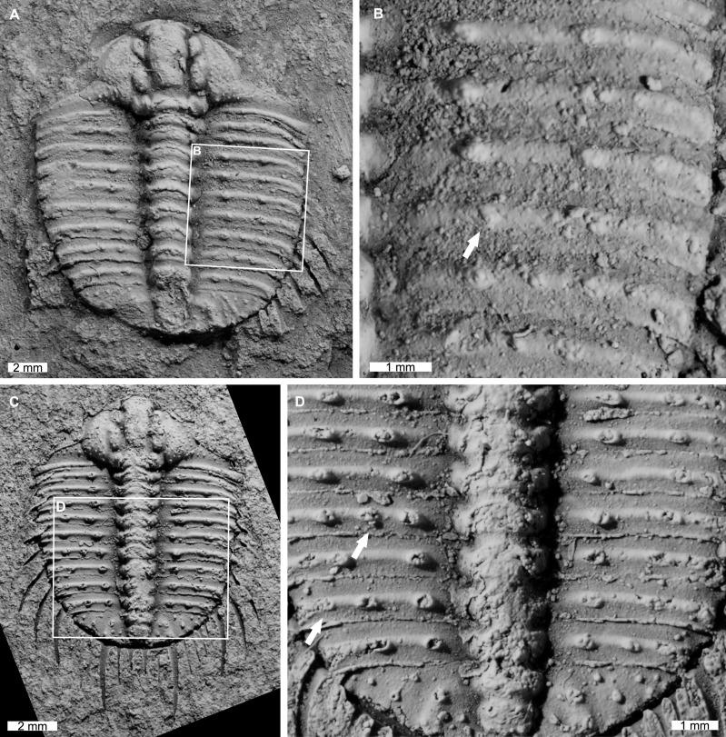 https://cdn.ncbi.nlm.nih.gov/pmc/blobs/bc83/9639430/a0c50c8a54f9/peerj-10-14308-g006.jpg
