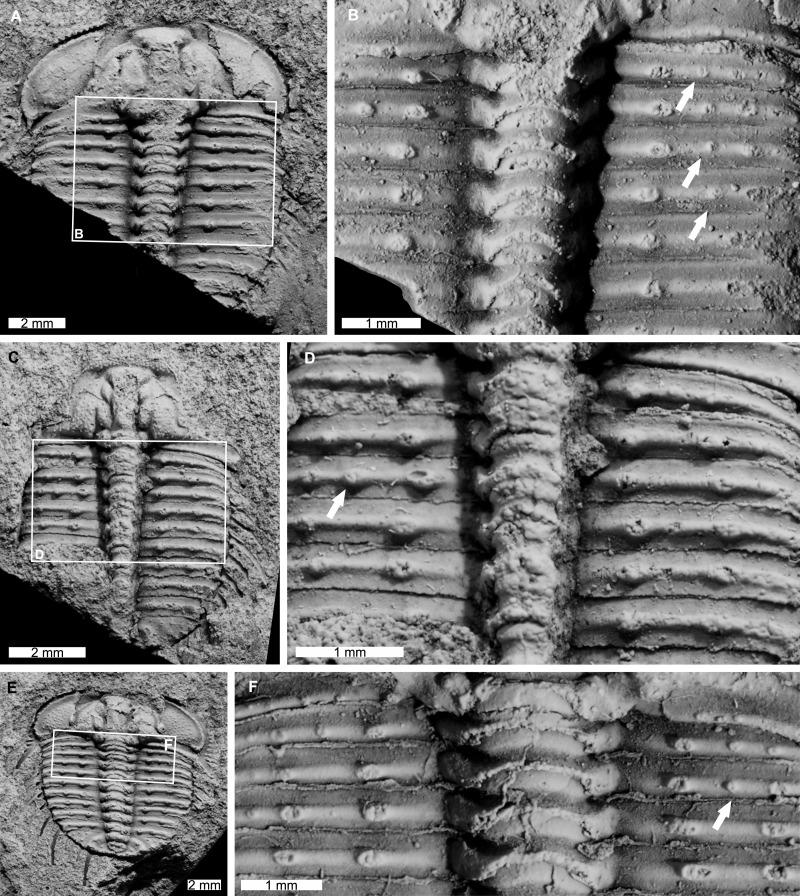 https://cdn.ncbi.nlm.nih.gov/pmc/blobs/bc83/9639430/f09c73ebc1b7/peerj-10-14308-g005.jpg