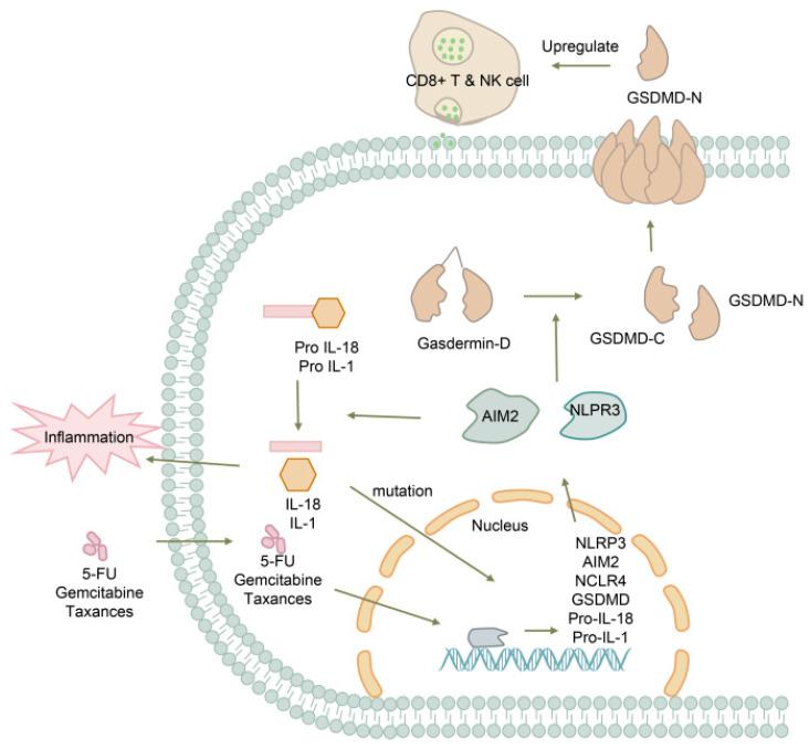 https://cdn.ncbi.nlm.nih.gov/pmc/blobs/bc85/10669528/a55f344e127f/biomolecules-13-01664-g005.jpg