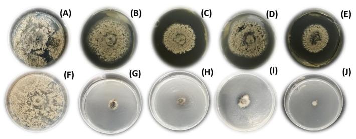 https://cdn.ncbi.nlm.nih.gov/pmc/blobs/bc88/8300761/ef0691095d16/antibiotics-10-00818-g003.jpg