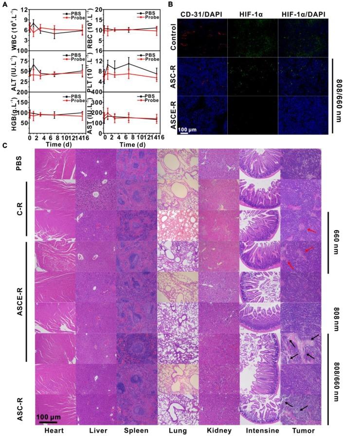 https://cdn.ncbi.nlm.nih.gov/pmc/blobs/bc8a/6735389/90c545a6ca82/thnov09p5424g008.jpg