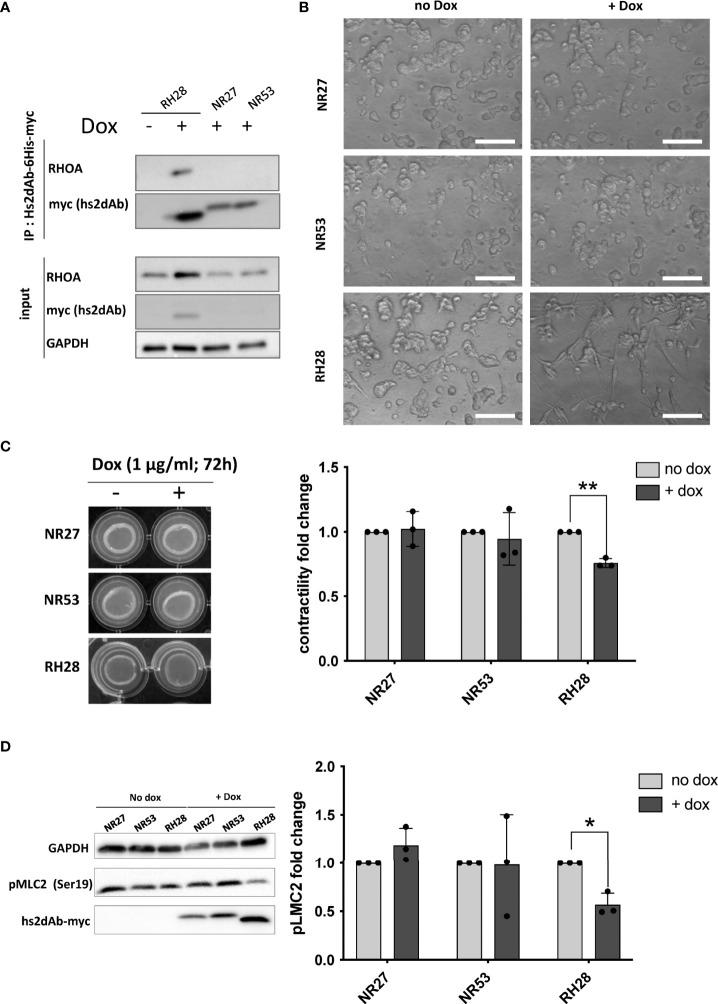 https://cdn.ncbi.nlm.nih.gov/pmc/blobs/bc8c/9433928/4d0899715cd2/fimmu-13-980539-g004.jpg