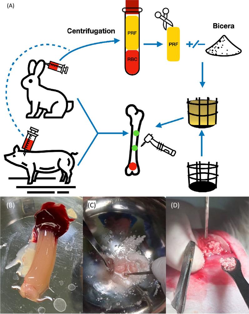 https://cdn.ncbi.nlm.nih.gov/pmc/blobs/bc90/11097440/1311ba0bd0c7/13018_2024_4784_Fig3_HTML.jpg