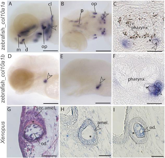 https://cdn.ncbi.nlm.nih.gov/pmc/blobs/bc91/6759074/d5c6cbc5ecb6/msz145f4.jpg