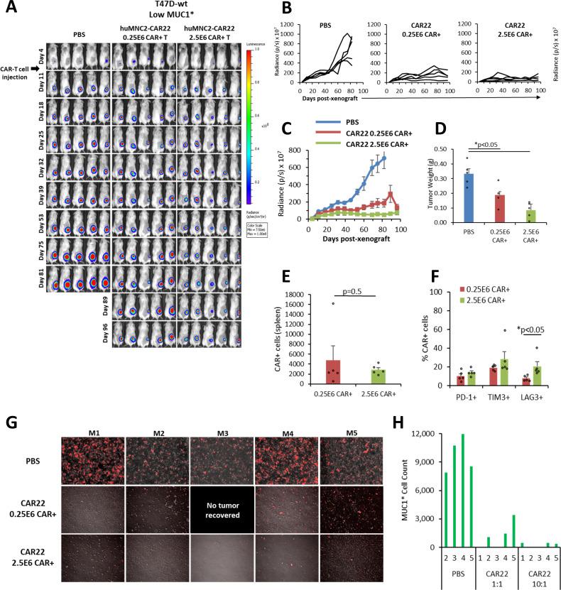 https://cdn.ncbi.nlm.nih.gov/pmc/blobs/bc96/12128413/7f8ca593b479/jitc-13-5-g005.jpg