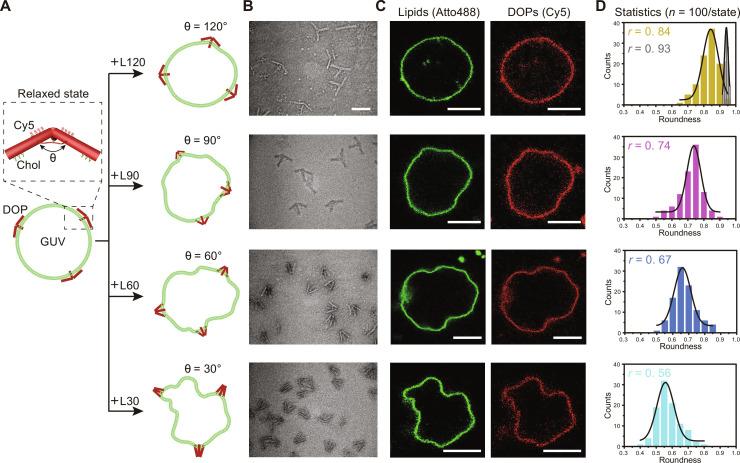 https://cdn.ncbi.nlm.nih.gov/pmc/blobs/bc97/11328896/04fbc1c1c063/sciadv.adn8903-f2.jpg