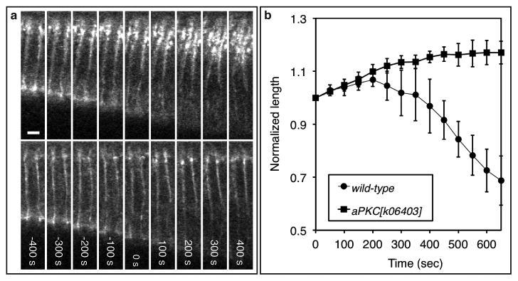 https://cdn.ncbi.nlm.nih.gov/pmc/blobs/bc9b/3597240/2a376b0311bc/nihms356250f4.jpg