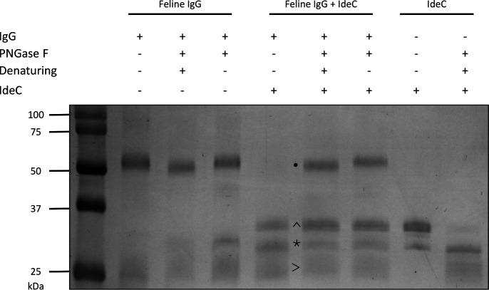 https://cdn.ncbi.nlm.nih.gov/pmc/blobs/bc9c/12418751/5279eb61c48b/iai.00248-25.f009.jpg