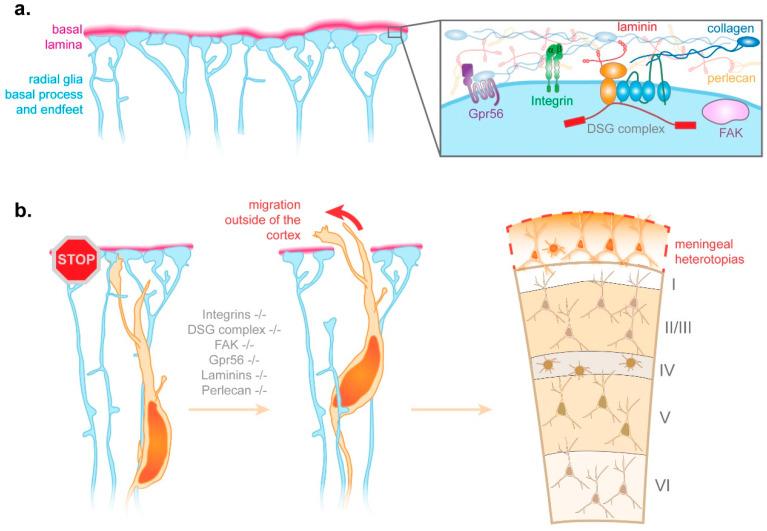 https://cdn.ncbi.nlm.nih.gov/pmc/blobs/bc9c/7822038/f92c614bbfff/cells-10-00003-g003.jpg