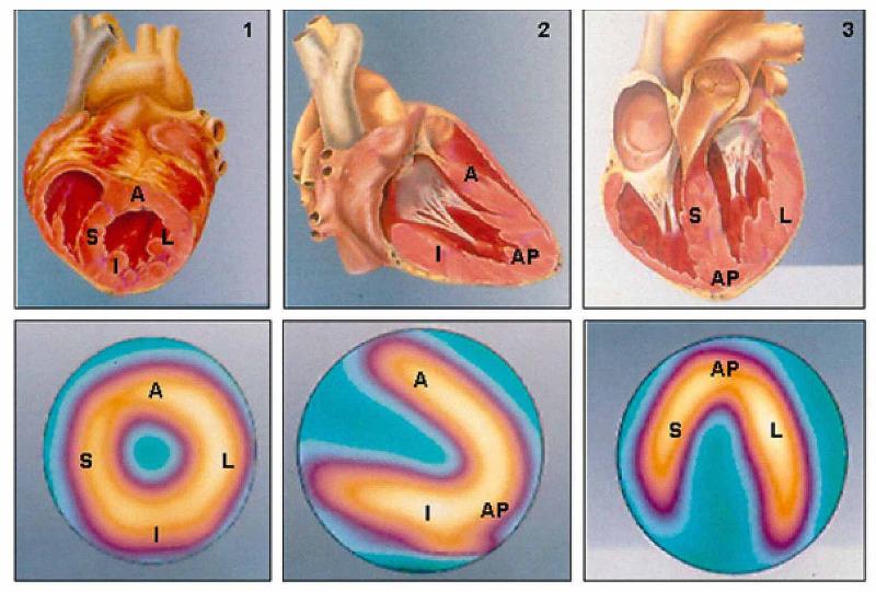https://cdn.ncbi.nlm.nih.gov/pmc/blobs/bca5/7909893/80d295100b87/cureus-0013-00000012940-i03.jpg