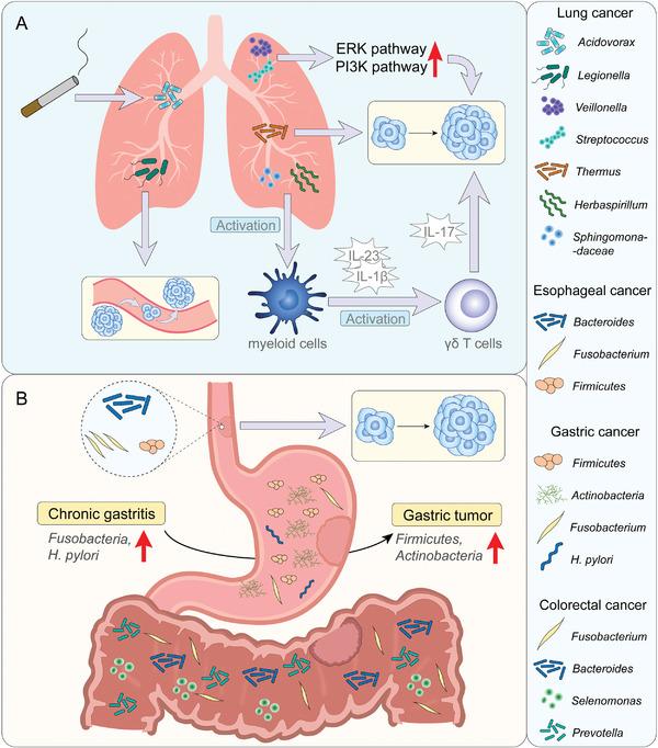 https://cdn.ncbi.nlm.nih.gov/pmc/blobs/bca5/9313476/ae7fff6b2cf3/ADVS-9-2200470-g005.jpg