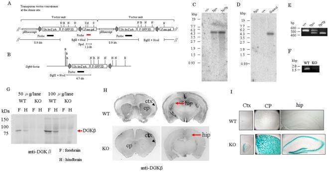 https://cdn.ncbi.nlm.nih.gov/pmc/blobs/bca6/2904696/0e922e3907e8/pone.0011602.g001.jpg