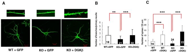 https://cdn.ncbi.nlm.nih.gov/pmc/blobs/bca6/2904696/28399abe92a6/pone.0011602.g007.jpg