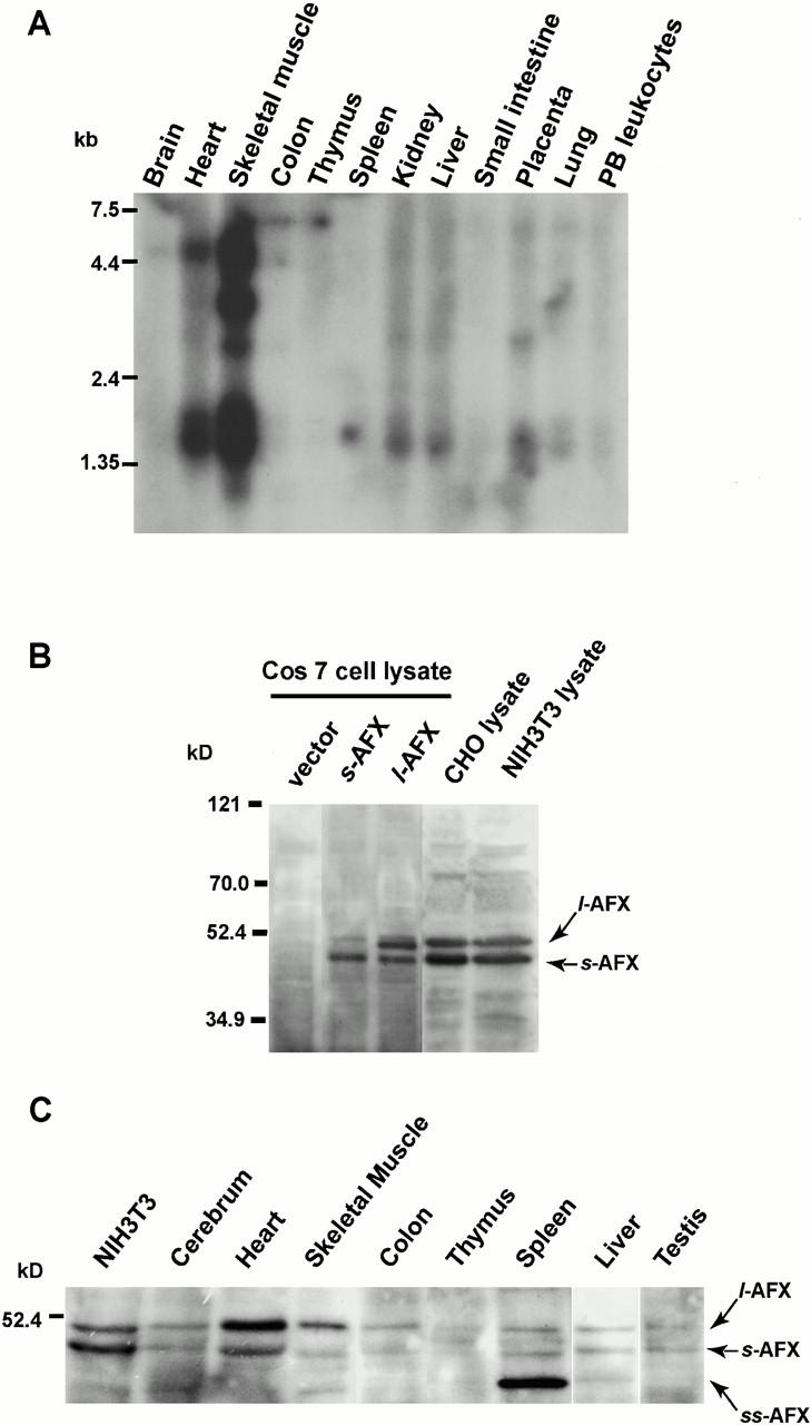 https://cdn.ncbi.nlm.nih.gov/pmc/blobs/bcb2/2192033/069809466784/JCB0011036.f3.jpg