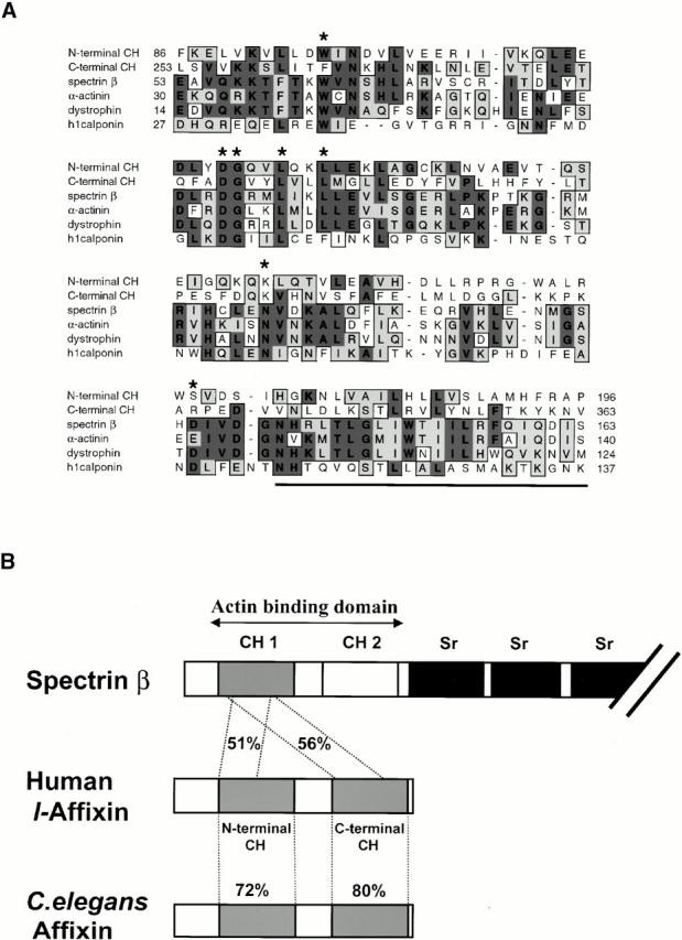 https://cdn.ncbi.nlm.nih.gov/pmc/blobs/bcb2/2192033/a3d2a9213bf7/JCB0011036.f2.jpg