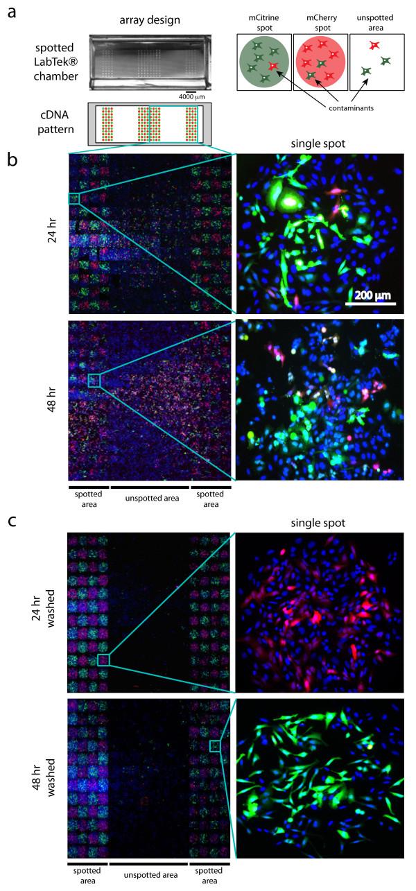 https://cdn.ncbi.nlm.nih.gov/pmc/blobs/bcb8/3541979/80614a4abdd0/1756-0500-5-358-1.jpg