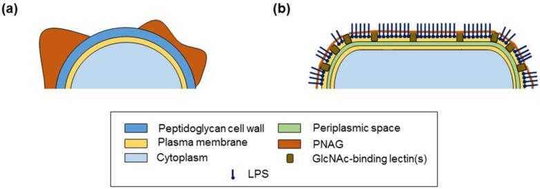 https://cdn.ncbi.nlm.nih.gov/pmc/blobs/bcbb/7177611/8dc8c6b6e81d/ijms-21-02465-g006.jpg