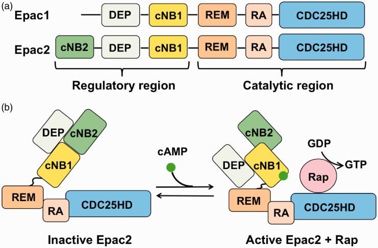 https://cdn.ncbi.nlm.nih.gov/pmc/blobs/bcbd/5495500/2c4db377ab25/10.1177_1744806917716234-fig1.jpg