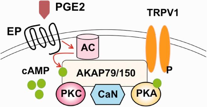 https://cdn.ncbi.nlm.nih.gov/pmc/blobs/bcbd/5495500/5e284cad6df1/10.1177_1744806917716234-fig4.jpg