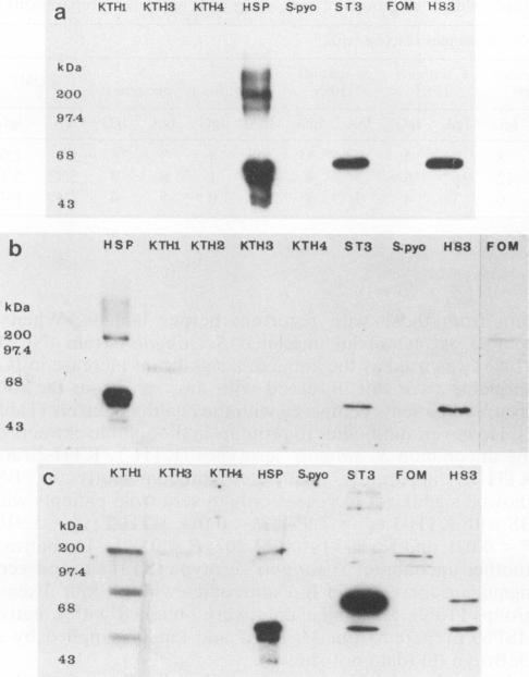 https://cdn.ncbi.nlm.nih.gov/pmc/blobs/bcbe/257860/3ec3e1c56459/iai00040-0231-a.jpg