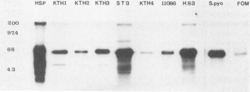 https://cdn.ncbi.nlm.nih.gov/pmc/blobs/bcbe/257860/d6e56c656f31/iai00040-0230-a.jpg