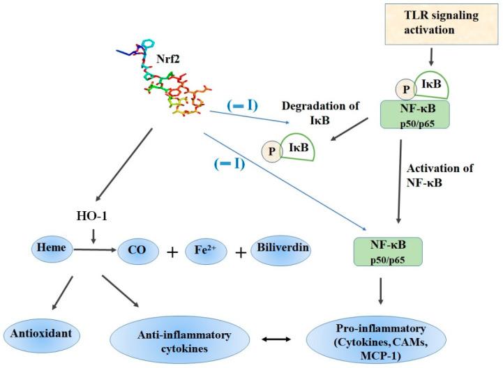 https://cdn.ncbi.nlm.nih.gov/pmc/blobs/bcc0/7700122/52b591d4a662/molecules-25-05474-g003.jpg