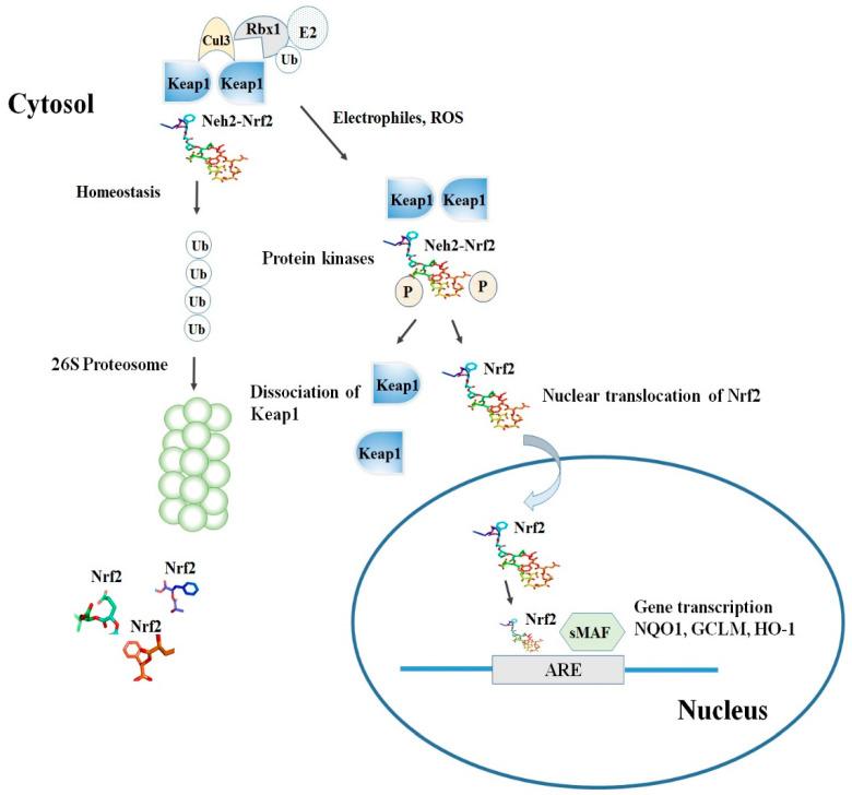 https://cdn.ncbi.nlm.nih.gov/pmc/blobs/bcc0/7700122/aee28757c87b/molecules-25-05474-g002.jpg
