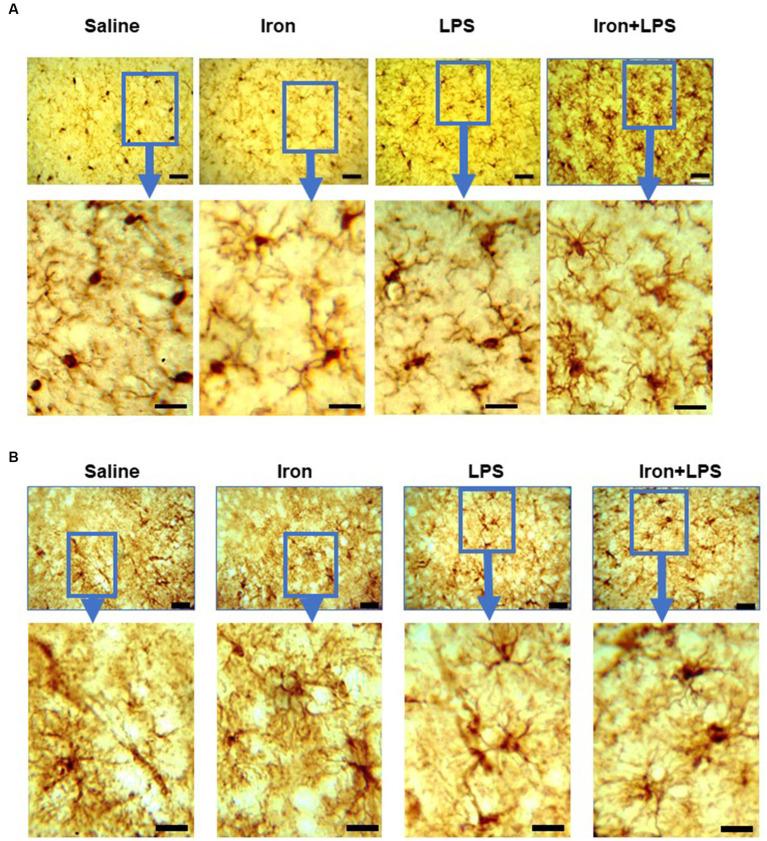 https://cdn.ncbi.nlm.nih.gov/pmc/blobs/bcc1/11148467/554e4a48e710/fnagi-16-1393351-g006.jpg