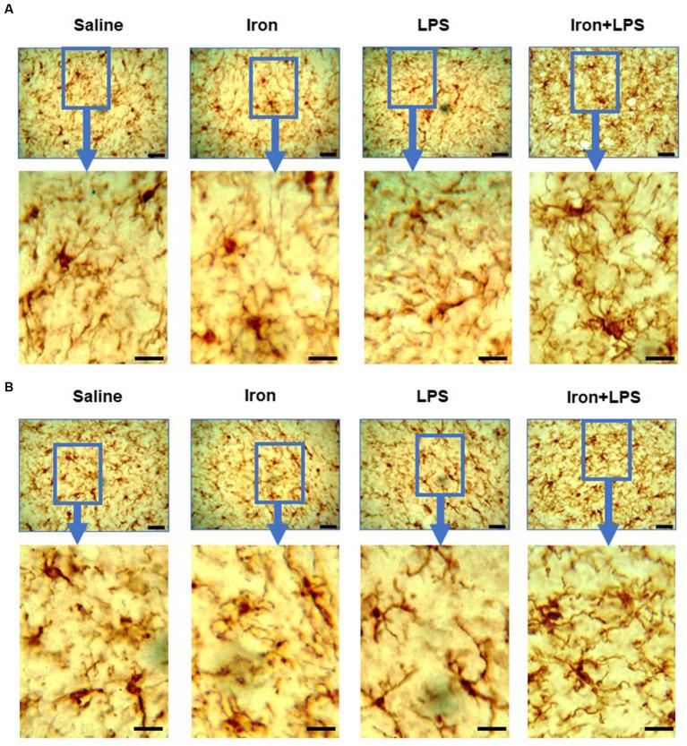 https://cdn.ncbi.nlm.nih.gov/pmc/blobs/bcc1/11148467/56c5331b550c/fnagi-16-1393351-g008.jpg