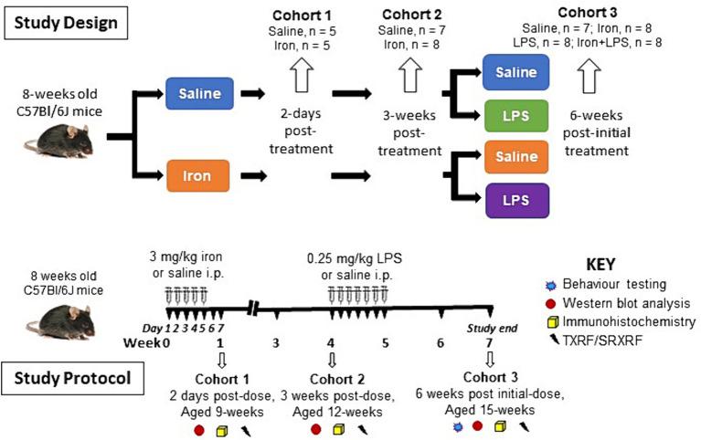 https://cdn.ncbi.nlm.nih.gov/pmc/blobs/bcc1/11148467/aefb5de130b8/fnagi-16-1393351-g001.jpg