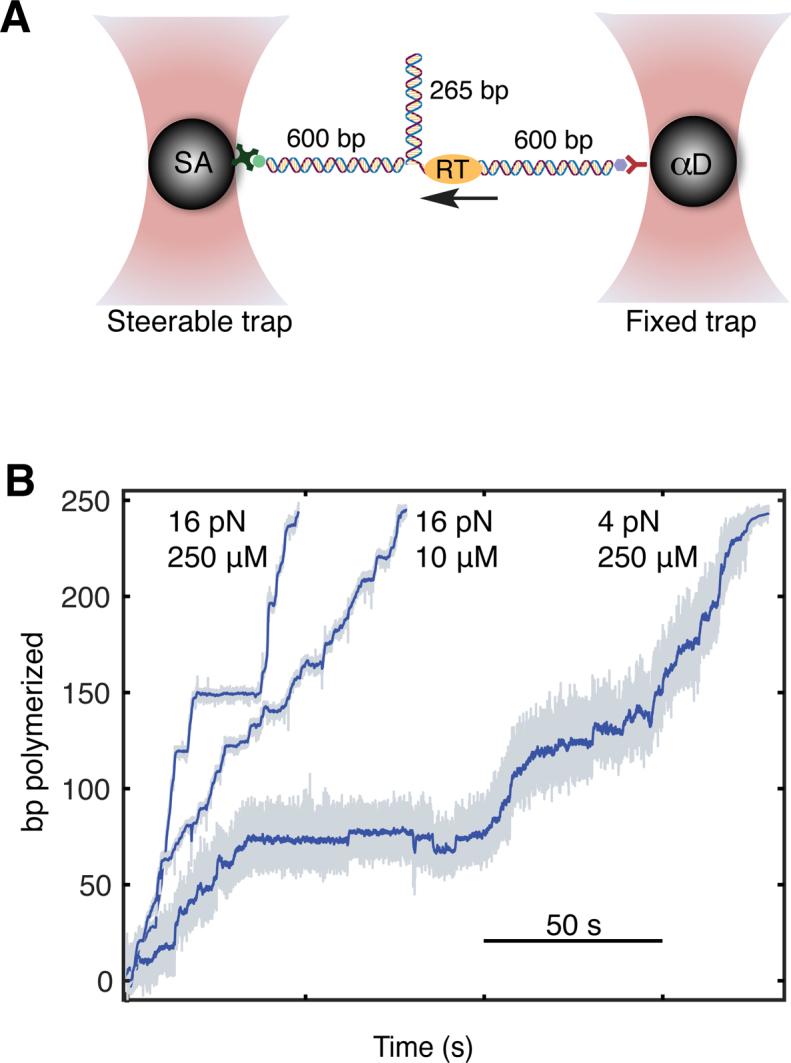 https://cdn.ncbi.nlm.nih.gov/pmc/blobs/bcc1/5728418/bb73905d2acb/gkx1168fig1.jpg