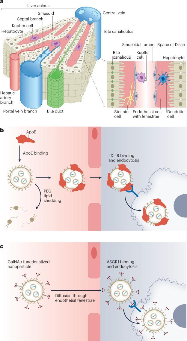 https://cdn.ncbi.nlm.nih.gov/pmc/blobs/bcc2/9850348/49e7ea566ebf/41578_2022_529_Fig3_HTML.jpg