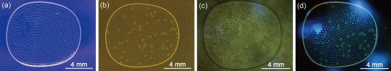 https://cdn.ncbi.nlm.nih.gov/pmc/blobs/bcc3/9814630/3f56ec2883b9/41598_2023_27470_Fig7_HTML.jpg