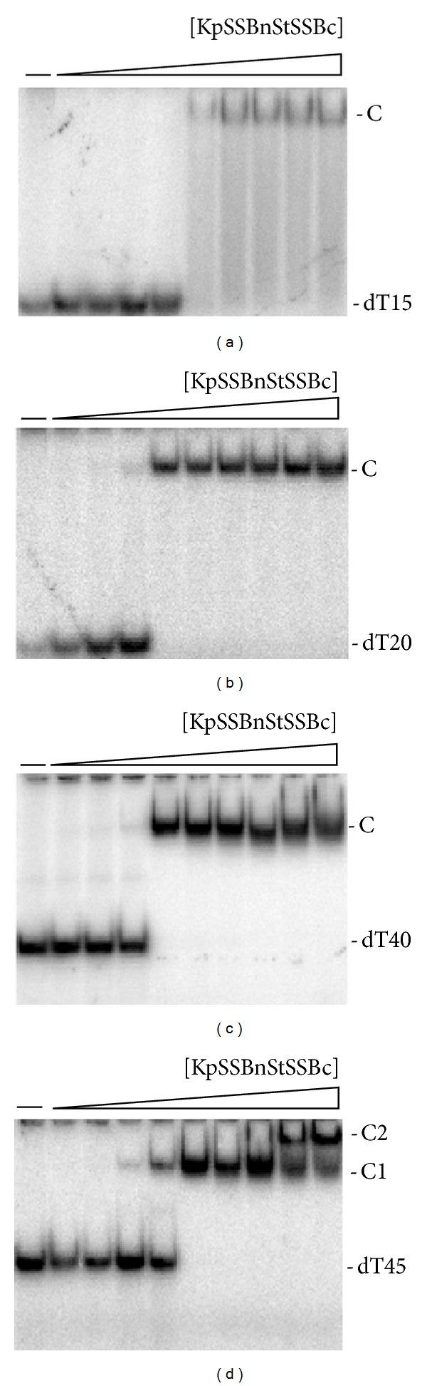 https://cdn.ncbi.nlm.nih.gov/pmc/blobs/bcc4/4137731/09db85ee4017/BMRI2014-573936.007.jpg