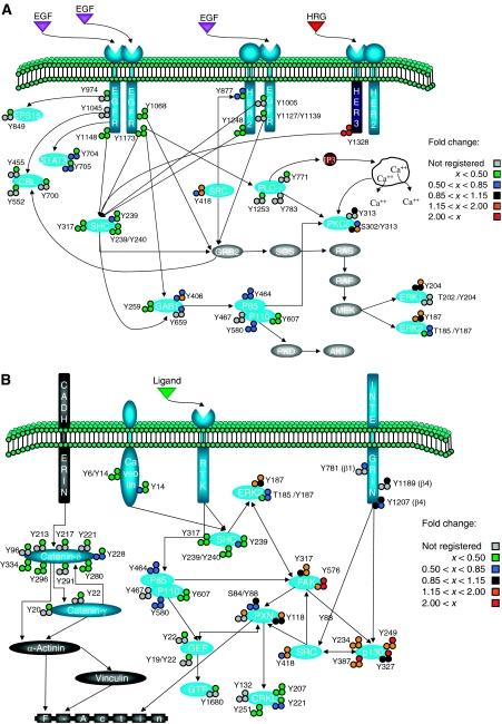 https://cdn.ncbi.nlm.nih.gov/pmc/blobs/bcc6/1682017/fc0148750dbb/msb4100094-f5.jpg