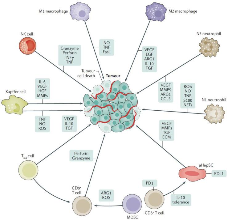 https://cdn.ncbi.nlm.nih.gov/pmc/blobs/bcc9/10297658/1cdb889aadff/cells-12-01657-g002.jpg