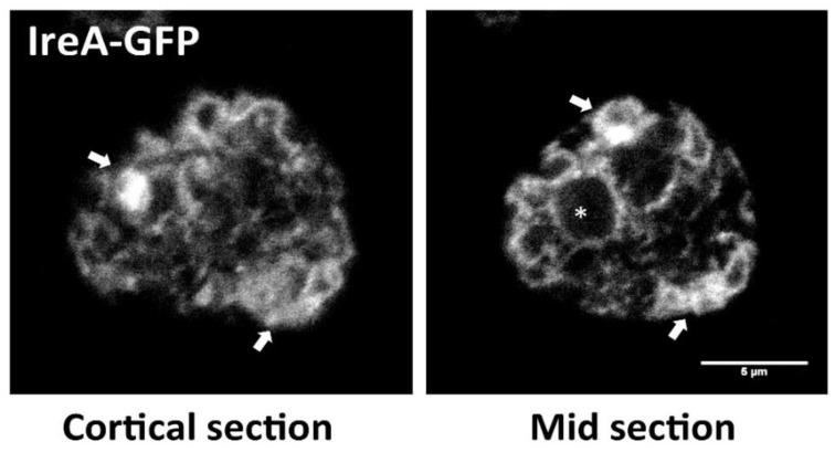 https://cdn.ncbi.nlm.nih.gov/pmc/blobs/bcc9/6025073/5ffffac87f62/cells-07-00056-g002.jpg