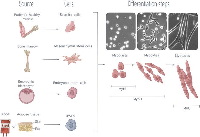 https://cdn.ncbi.nlm.nih.gov/pmc/blobs/bcca/12079140/3979ed6b1690/cbsystems.0279.fig.002.jpg