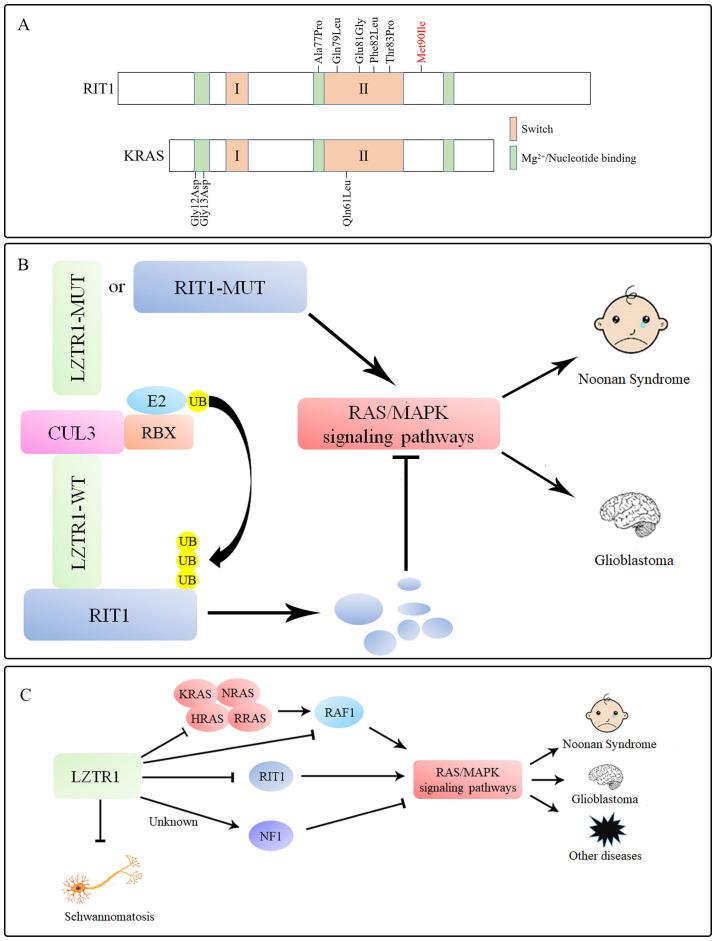 https://cdn.ncbi.nlm.nih.gov/pmc/blobs/bcca/8185703/76cfe5afc44e/ol-22-01-12825-g01.jpg