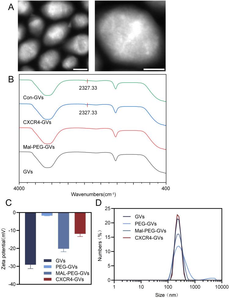 https://cdn.ncbi.nlm.nih.gov/pmc/blobs/bcce/12091238/333033acb7b0/IJN-20-6205-g0002.jpg