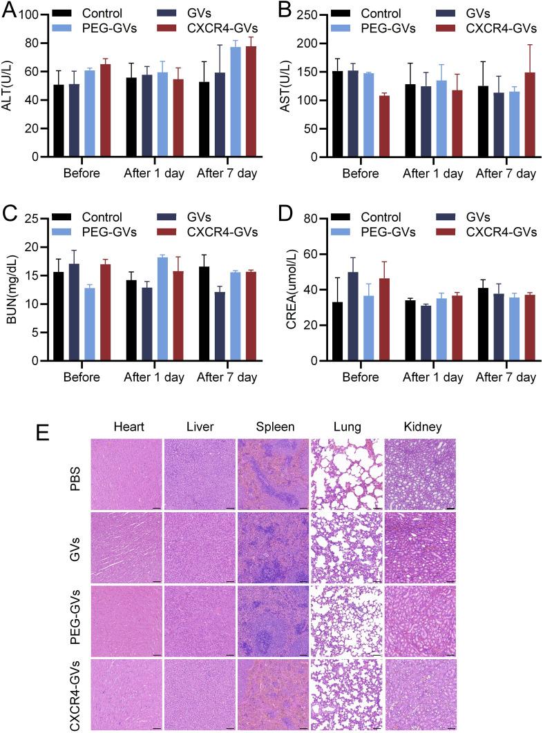 https://cdn.ncbi.nlm.nih.gov/pmc/blobs/bcce/12091238/59c66adc40e7/IJN-20-6205-g0009.jpg