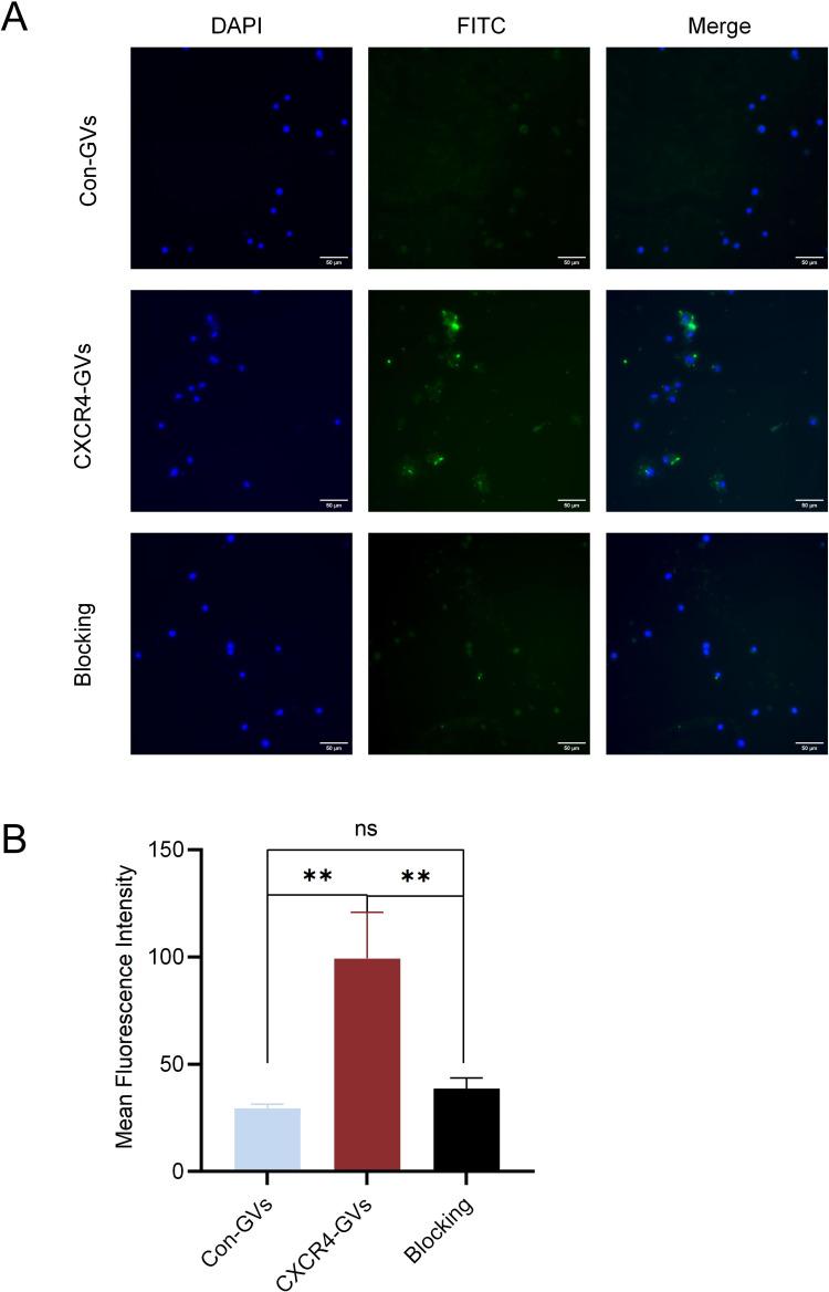 https://cdn.ncbi.nlm.nih.gov/pmc/blobs/bcce/12091238/5ce03c574a99/IJN-20-6205-g0004.jpg