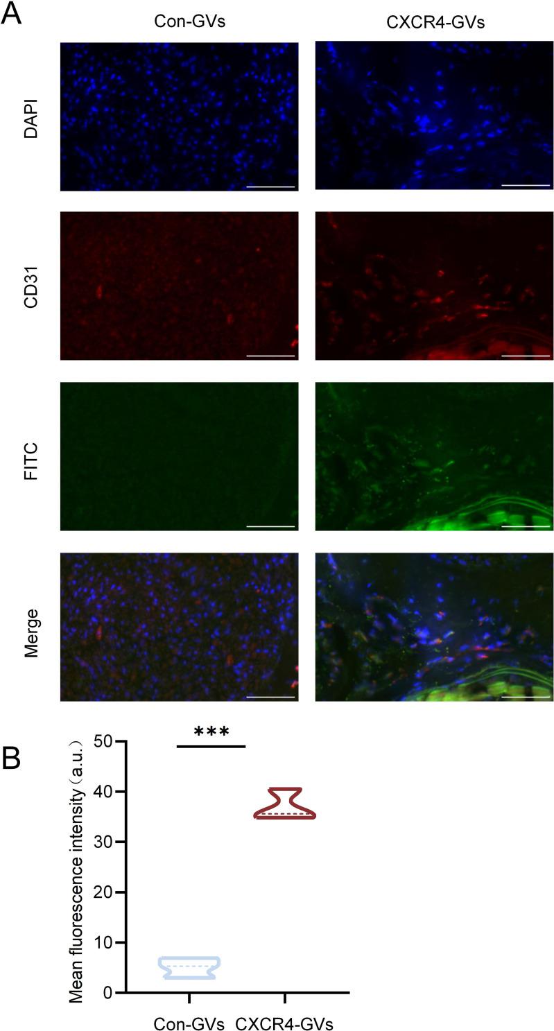 https://cdn.ncbi.nlm.nih.gov/pmc/blobs/bcce/12091238/9a5c21b8b01c/IJN-20-6205-g0008.jpg