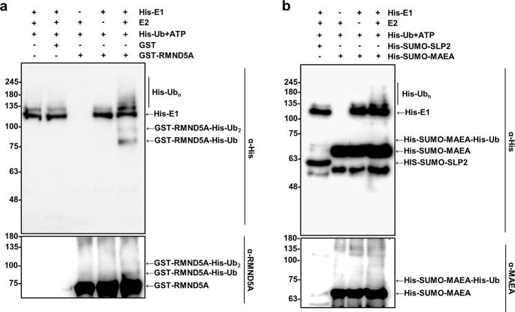 https://cdn.ncbi.nlm.nih.gov/pmc/blobs/bcd3/6614414/62cb71c28297/41598_2019_46279_Fig5_HTML.jpg